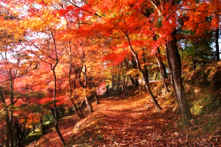 最上山公園　もみじ山